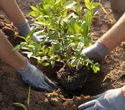gens-plantant-arbres-campagne-(1)